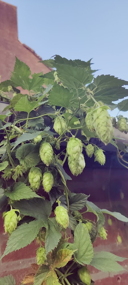 Hop uit eigen tuin van De Groene Klapstoel.